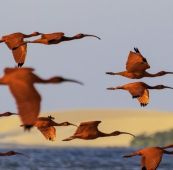Foto do Delta do Rio Parnaíba e a Revoada dos guarás