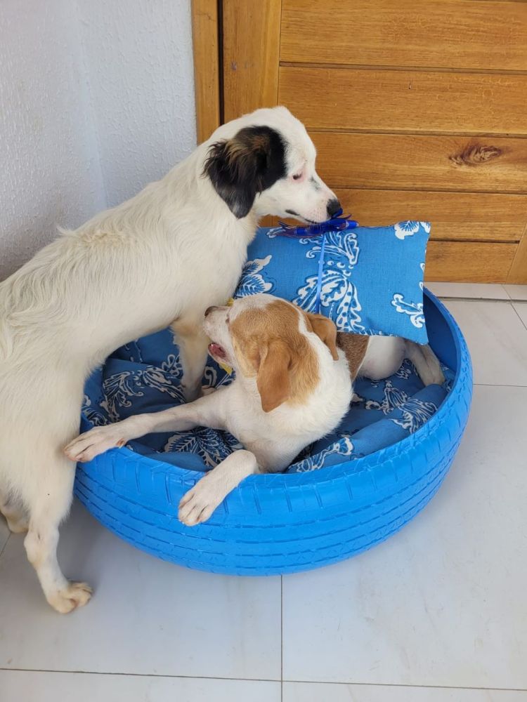 Todas as cores para as caminhas pets, de tamanhos variados, estampas diversas e tecidos novíssimos