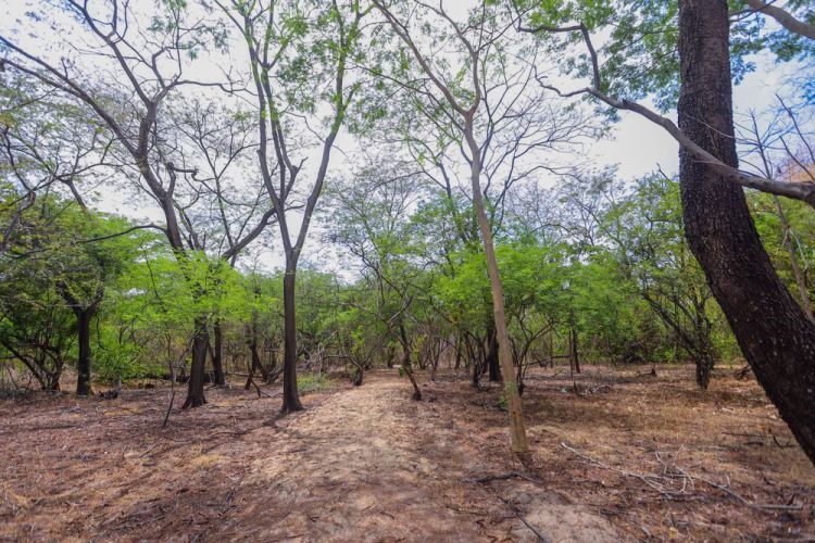 Floresta Fóssil de Teresina (Foto: Gabriel Paulino)