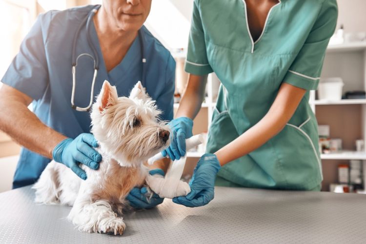  Hospital Veterinário de Teresina