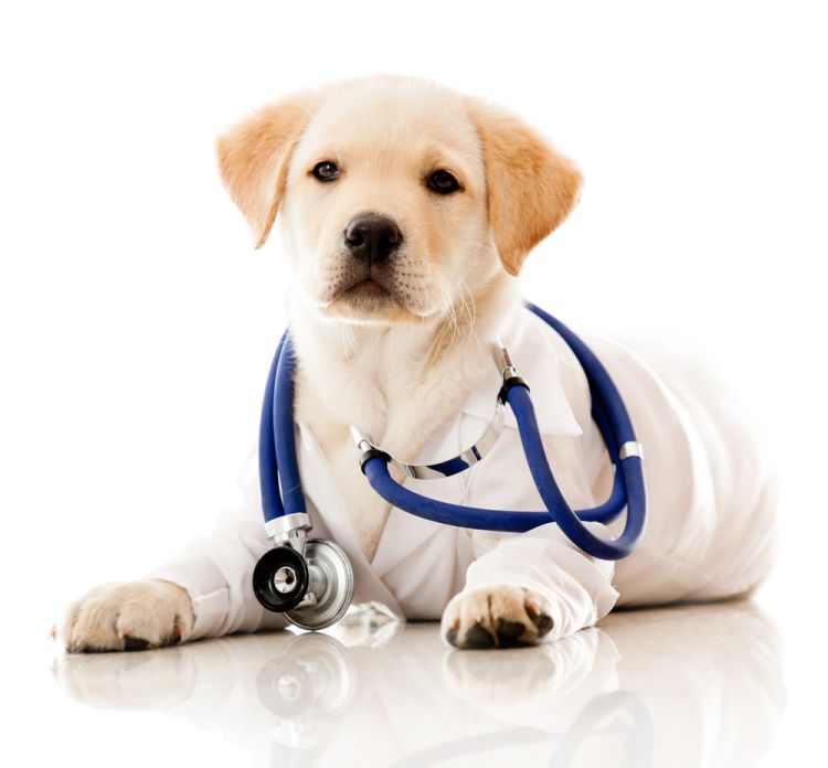 Programa gratuito de cirurgias para esterilização de cães e gatos foi iniciado em Vitória 