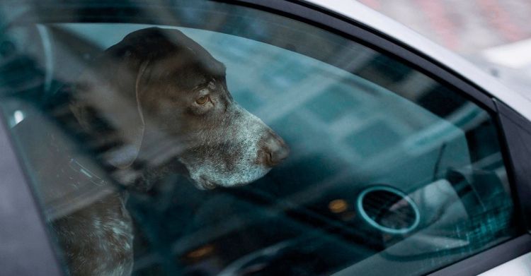 O perigo em deixar o pet dentro do carro