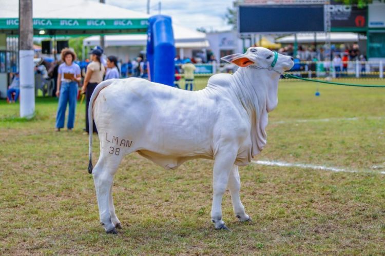 Expoapi começa nesse domingo dia 7 de dezembro