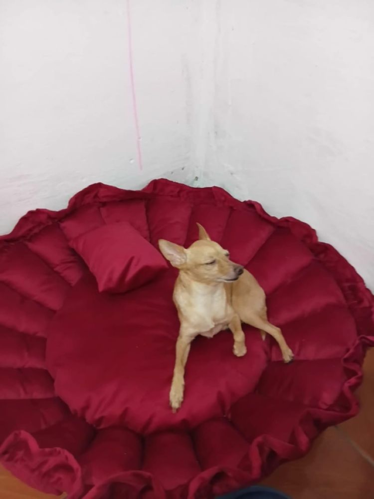 Encerrada a produção de caminhas @caminhaspetscaesegatos 