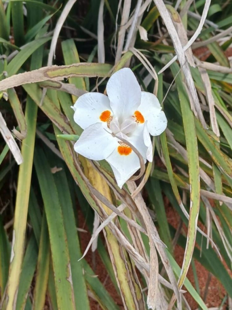 Vernissage em Brasília