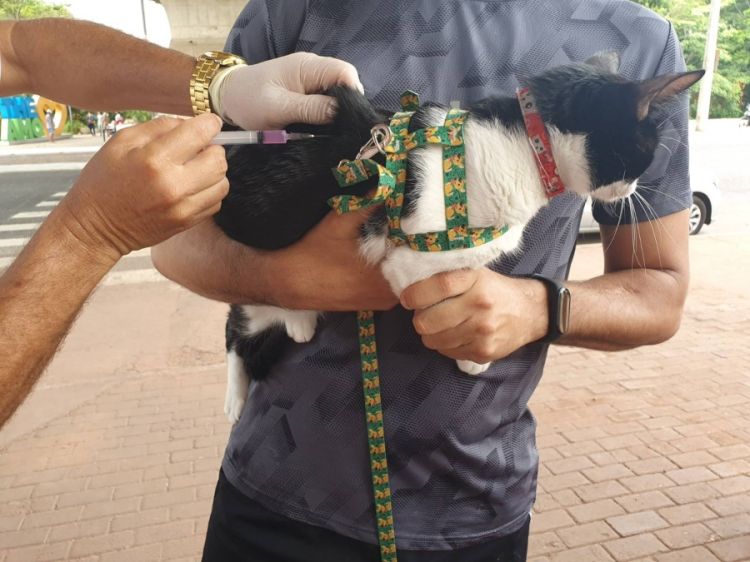 Cães e Gatos com mais saúde