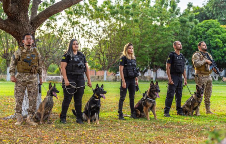 Curso de  busca com cães farejadores 
