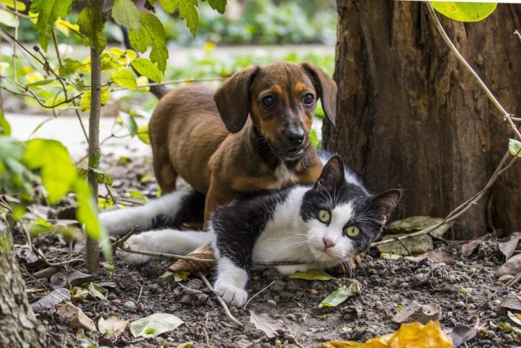 A alimentação vegana é saudável para cães e gatos