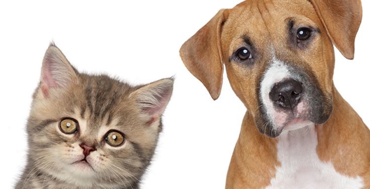 No sábado, 4/02 , a partir das 15h no Sesc Ilhotas, terá concurso de fantasias