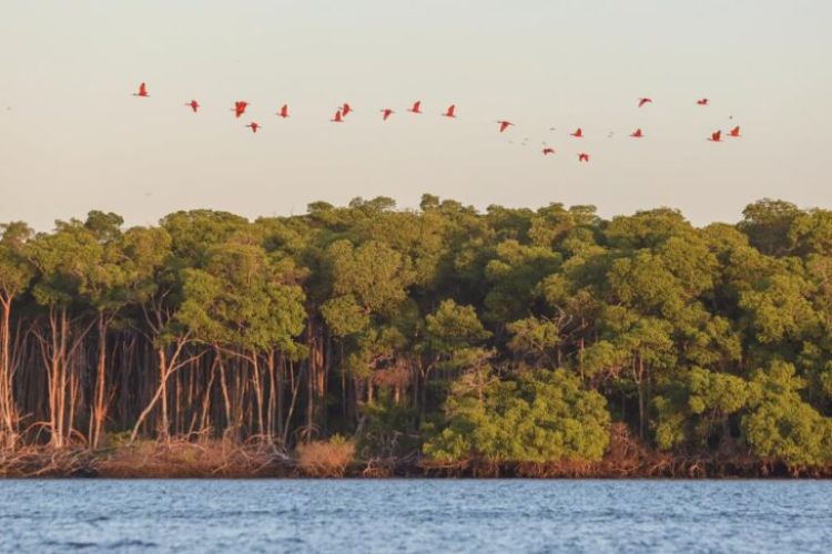 Revoada dos Guarás- Delta do Parnaíba (Foto: Thiago Amaral)
