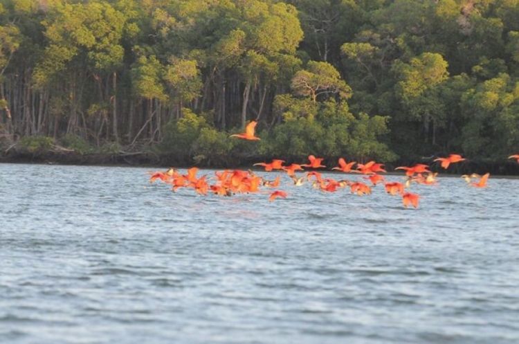 Revoada dos guarás, no Delta do Parnaíba Revoada dos guarás, no Delta do Parnaíba